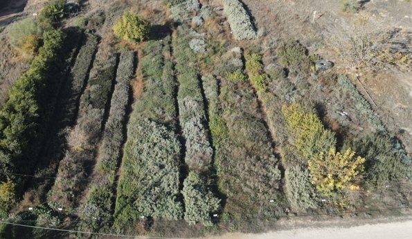 Aerial view of a study field