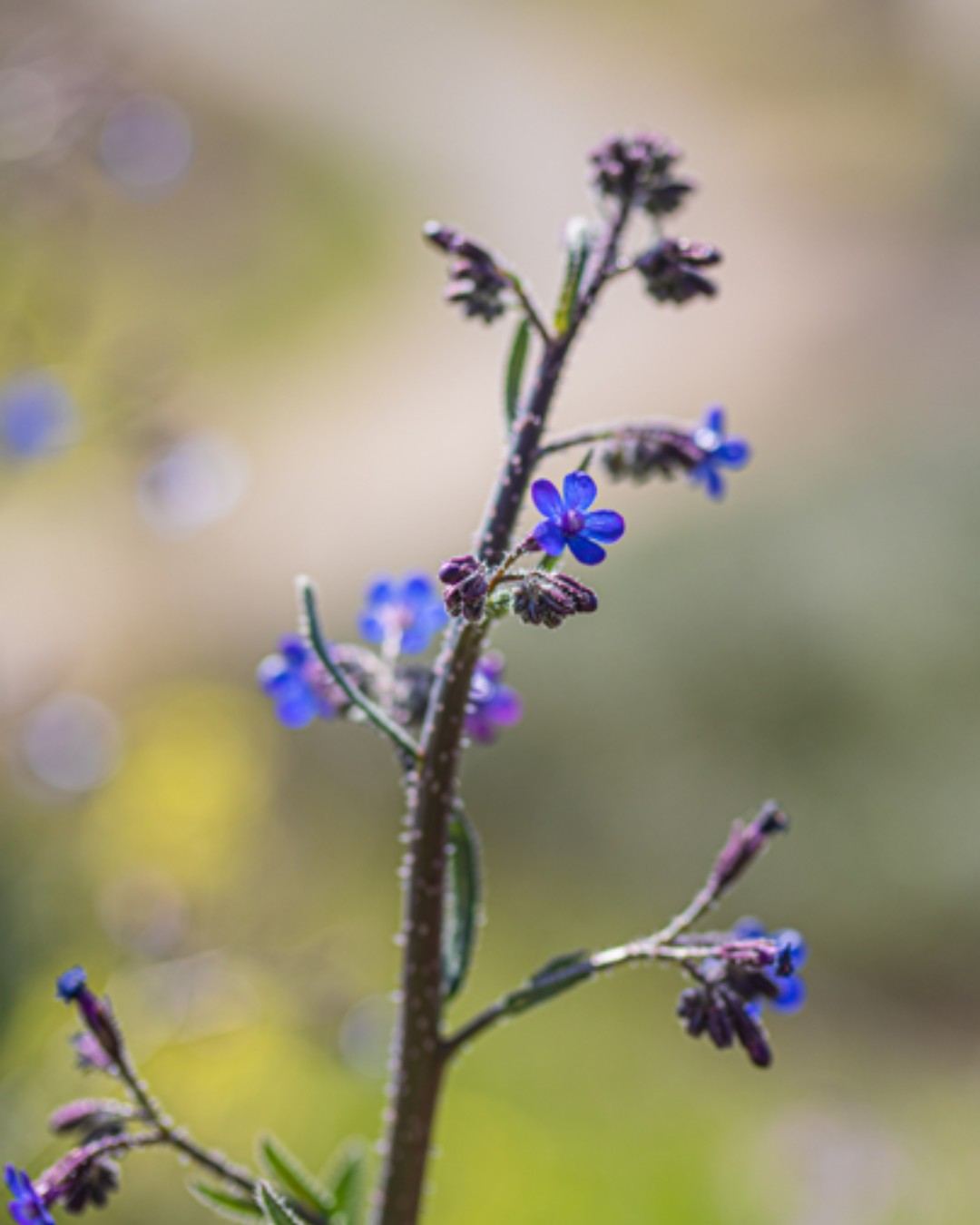 Anchusa strigosa in bloom