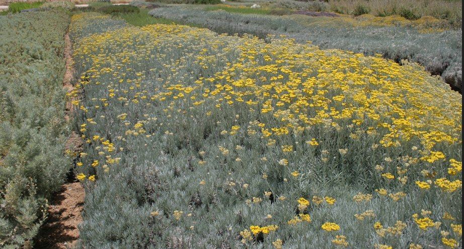 Study field of Dead Sea region shrubs in bloom