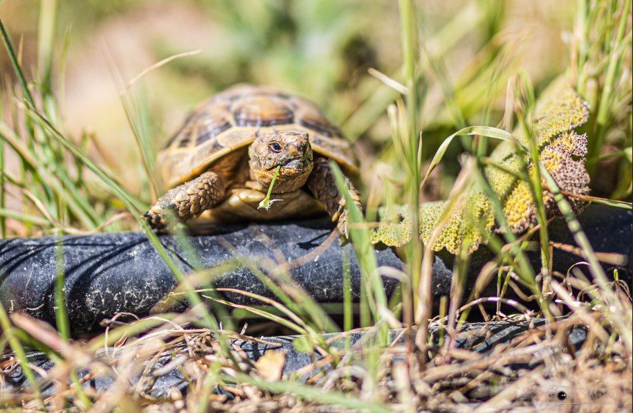 A tortoise in the organic cultivation fields